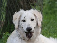 Puppys van Bliss040622-0084